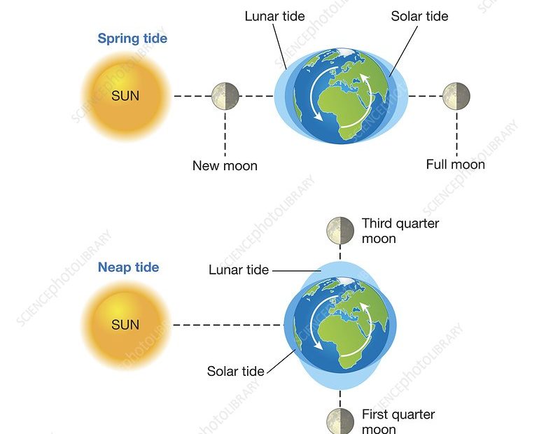 Spring And Neap Tides, Illustration - Stock Image - C050/7563 - Science  Photo Library
